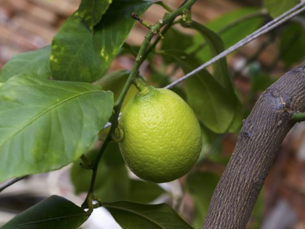 Чем подкормить лимон во время цветения