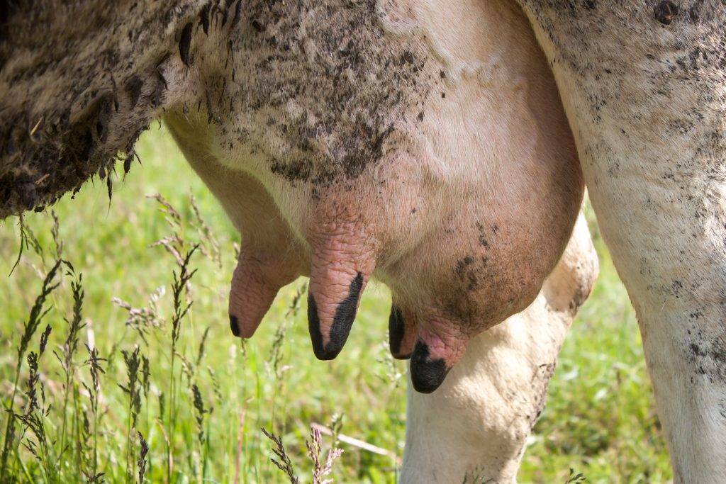 Воспаление вымени коровы: как лечить наросты, маститы, папилломы и бородавки