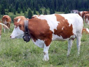 Болезни суставов у коров и телят