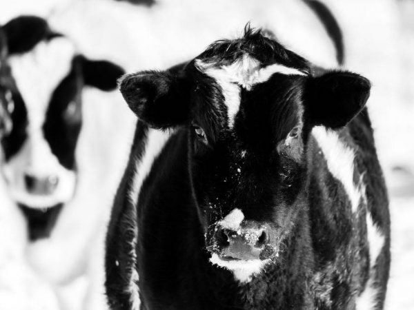 отравление коровы симптомы лечение