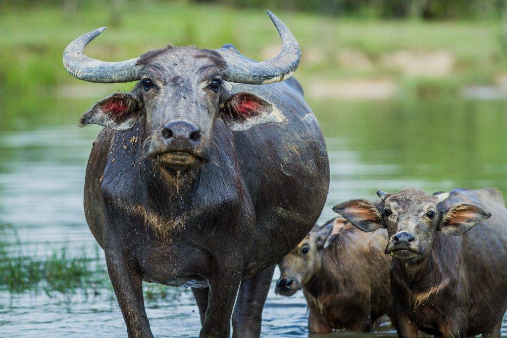 Карликовый мини буйвол описание и характеристики видов среда обитания на Сулавеси аноа и кентусы разведение в неволе