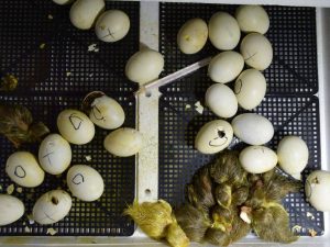 Инкубация утиных яиц