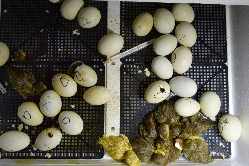 Инкубация утиных яиц в домашних условиях: режим инкубатора, таблица сроков, график закладки
