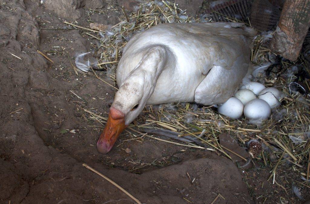 Сколько дней сидит гусыня на яйцах. Индоутка яйца. Индоутка высиживает яйца. Утка Стар 53 инкубация. Яйцо утки.