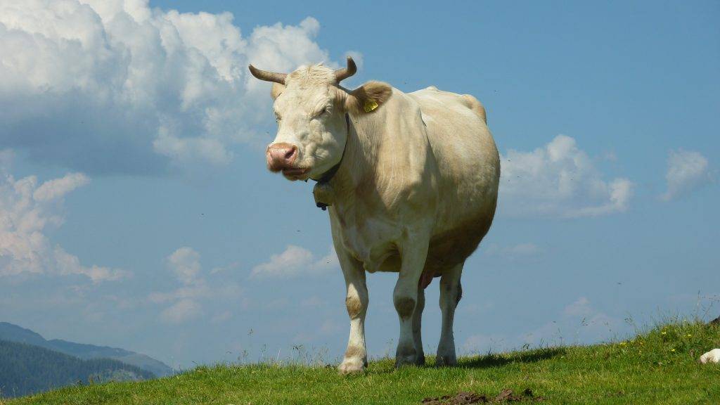 Сколько весит корова определение веса крс обмером без весов