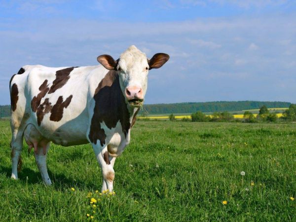 Как правильно запустить корову перед отелом