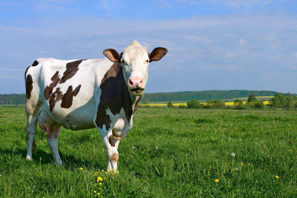 Как правильно запустить корову перед отелом