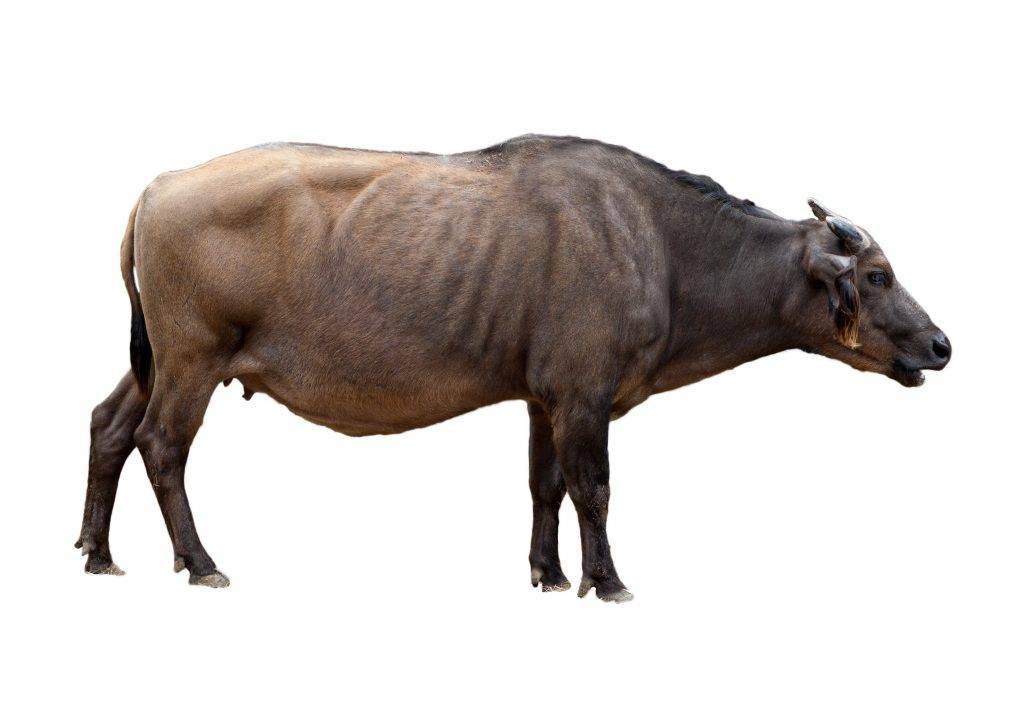 Карликовый мини буйвол описание и характеристики видов среда обитания на Сулавеси аноа и кентусы разведение в неволе