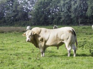 Мясные породы быков и коров