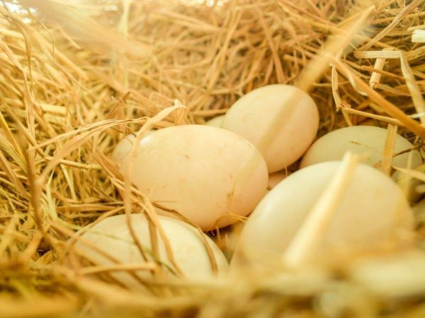 Овоскопирование утиных яиц по дням