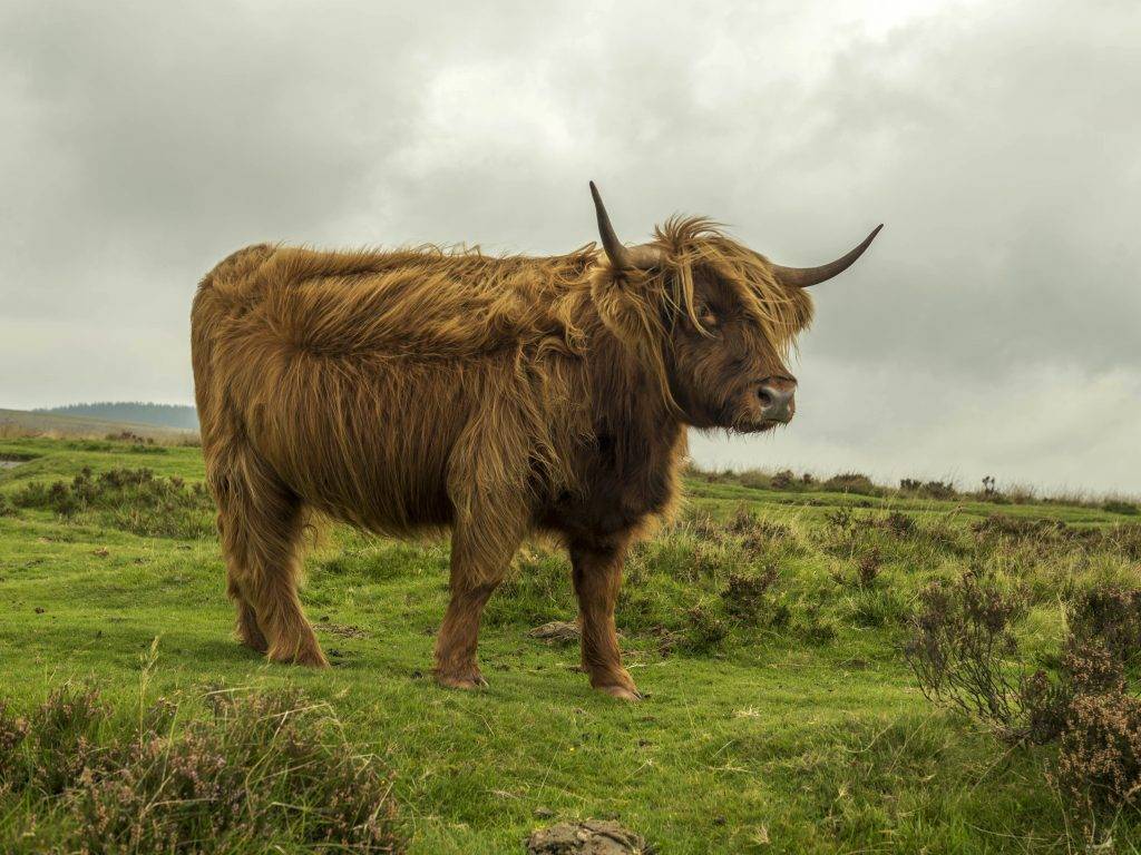 Шотландская корова описание высокогорной породы фото