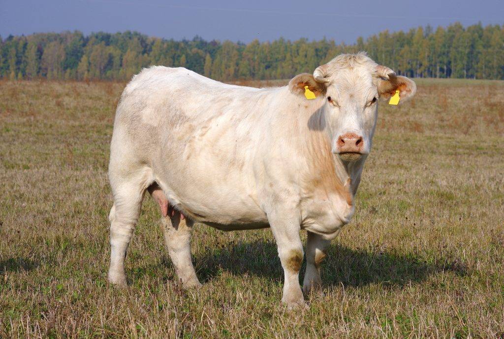 Порода коров Шароле характеристика фото обзор