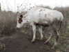 Шишки на теле у коровы