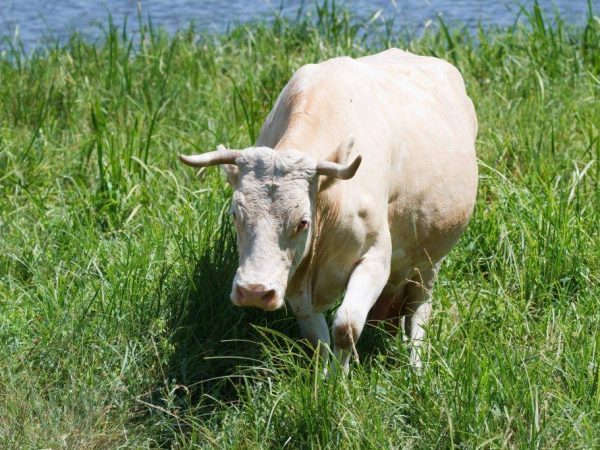 Сколько длится беременность коровы