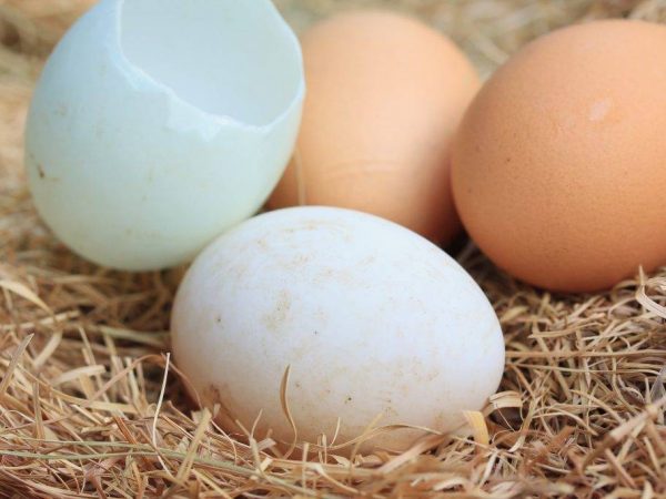Сколько дней сидит утка на яйцах