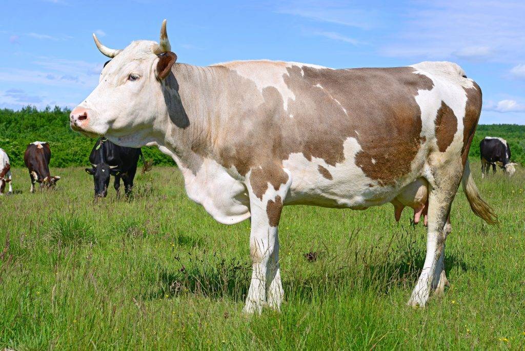 Сколько весит корова, бык и теленок: средний вес