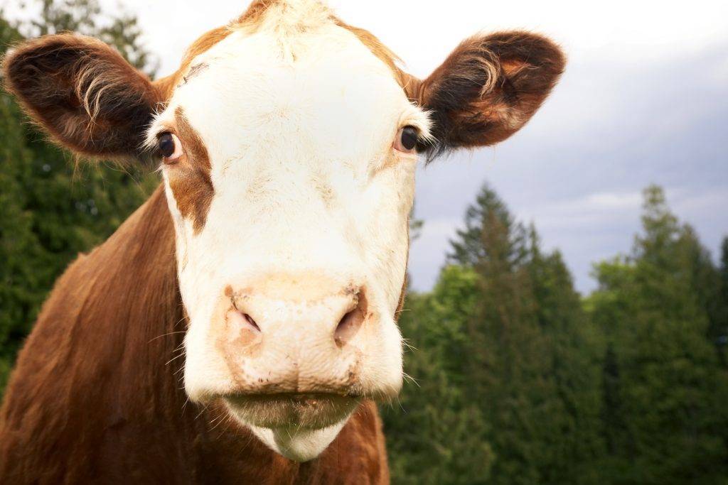 Яловая корова как раздоить яловую корову