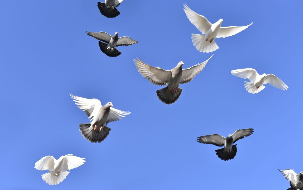 Бойные голуби: виды, фото и описание