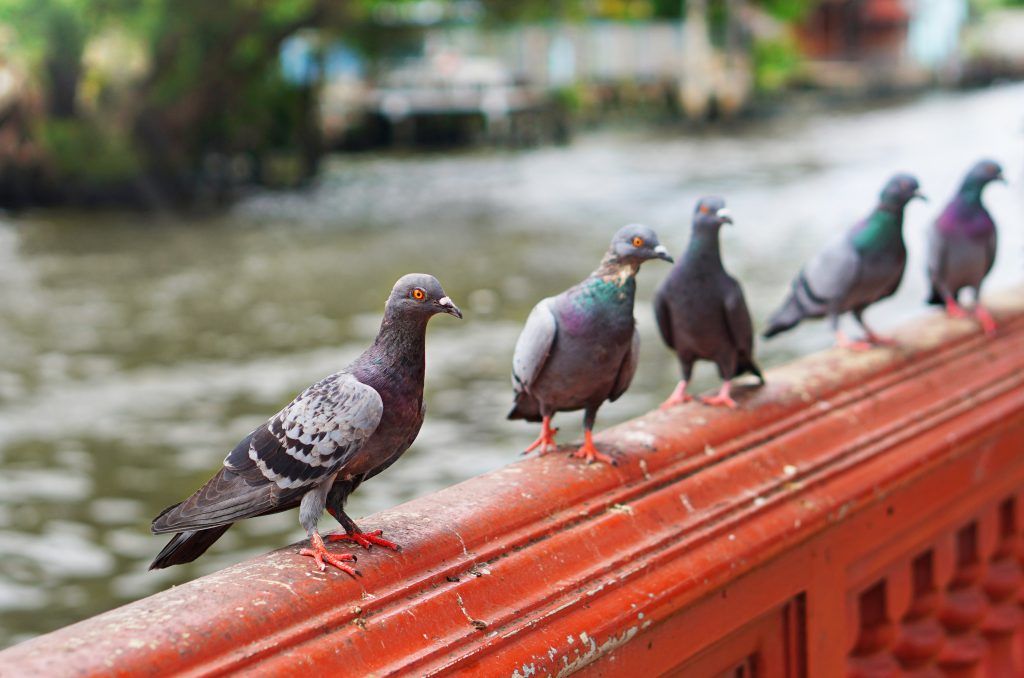 Болезни голубей и как их лечить обзор