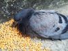 Чем кормить голубей