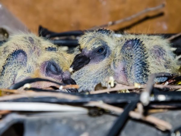 Чем кормить птенца голубя в домашних условиях