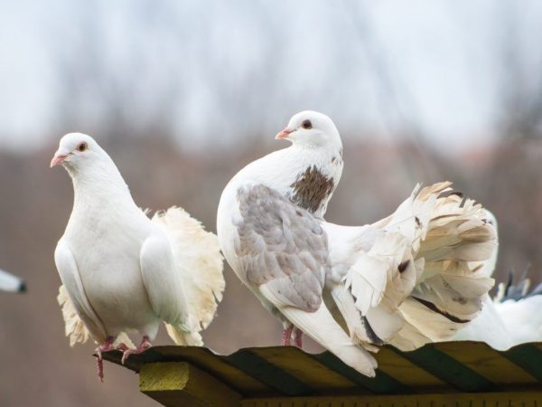 Iževští vysokoletí holubi: popis, vlastnosti