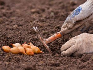 Когда и как сажать лук севок в открытый грунт