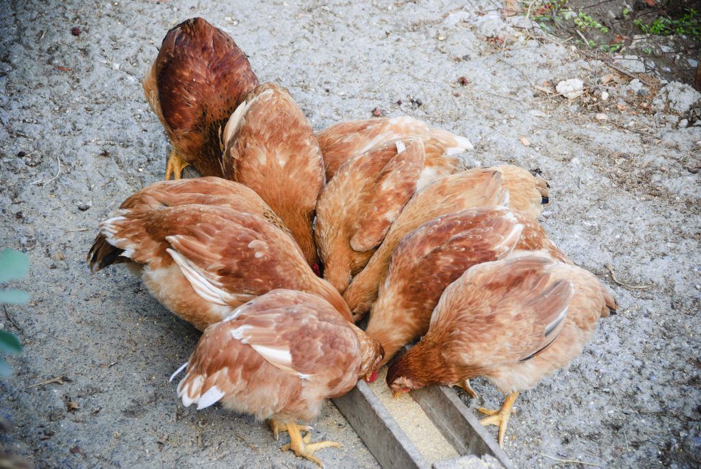 Куркуды. Chicken Feed. How to make Hens eating.