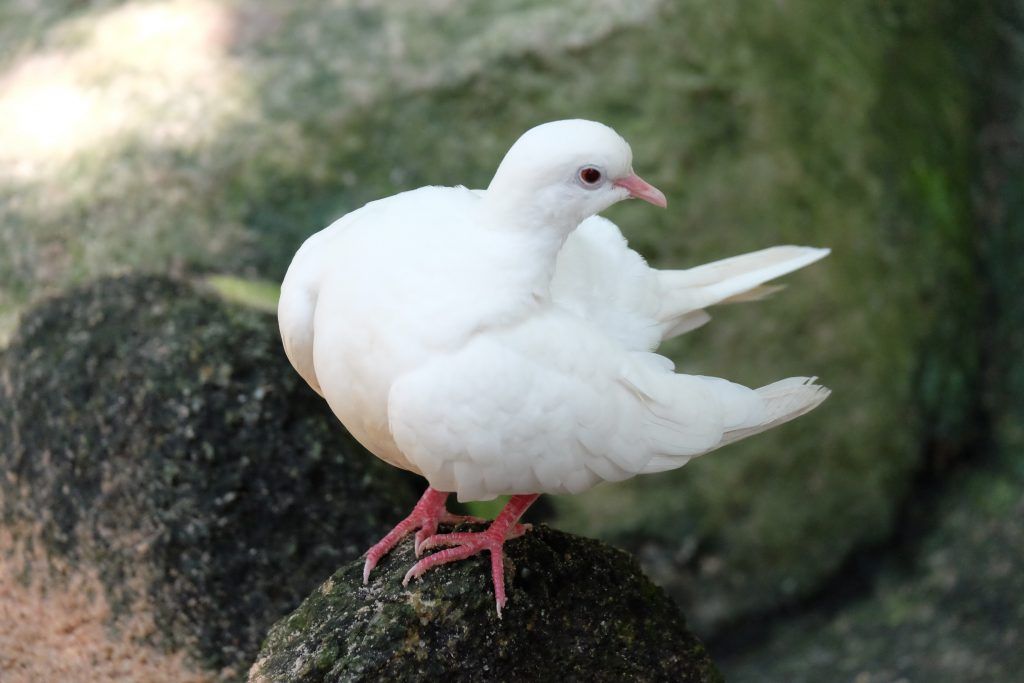 Голуби индюки. White Pigeon. Lasota.