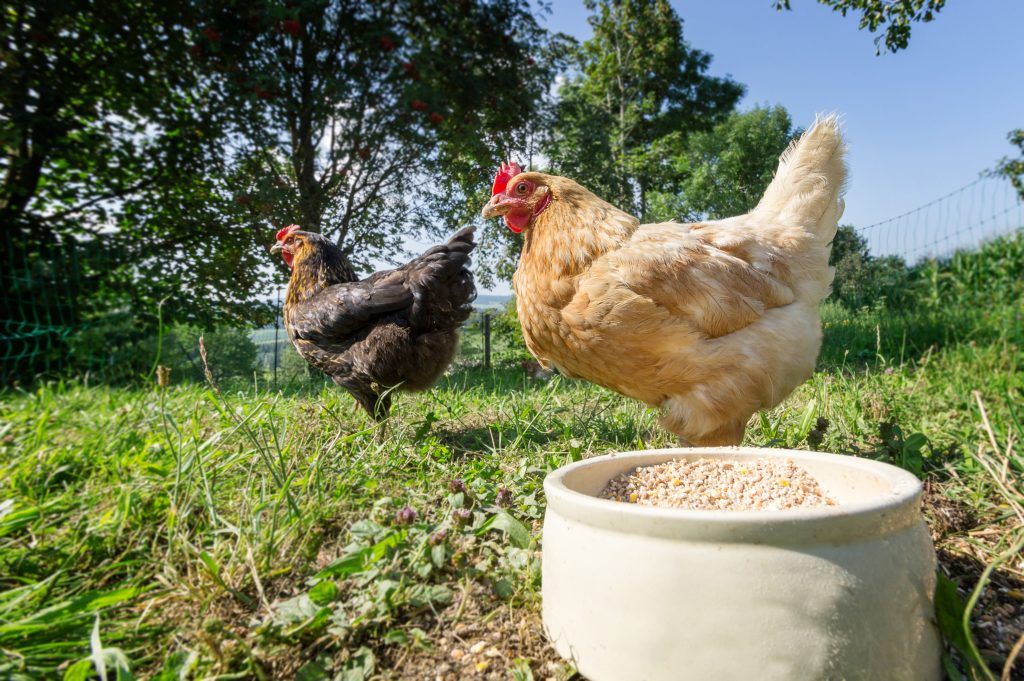 Как приготовить мешанку для цыплят бройлеров и несушек?