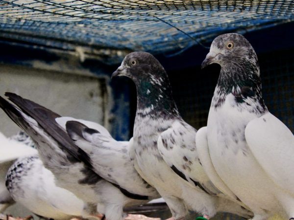 Пакистанские высоколетные голуби