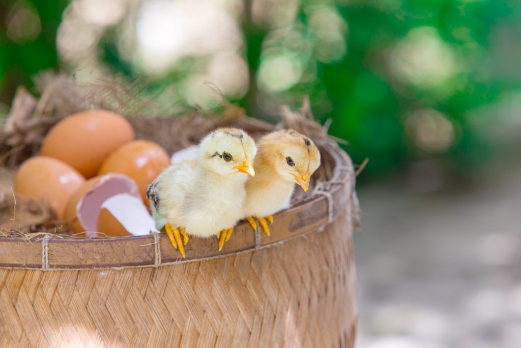Сколько дней сидит гусыня на яйцах. Гусыня высиживает гусят. Гнездо для Гусыни для высиживания яиц. Сколько сидят гуси на яйцах. Сколько высиживают яйца гуси.