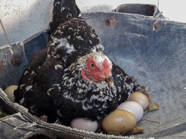 Сколько курица высиживает яйца