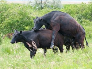 Спаривание коров и быков