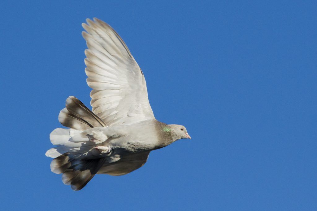 Турецкие голуби Такла: фото, описание породы