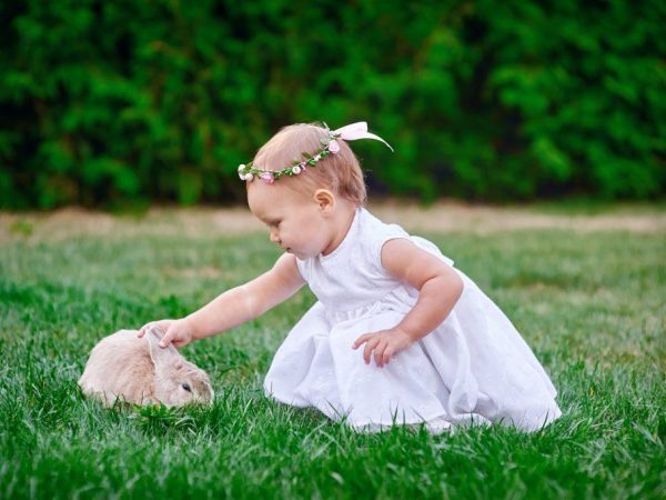 Аллергия на шерсть кролика у ребенка thumbnail