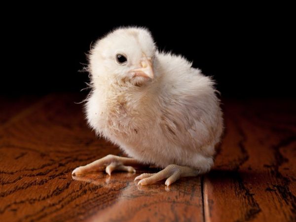 Курицы породы Амераукана имеют высокий темп роста и просты в уходе 
