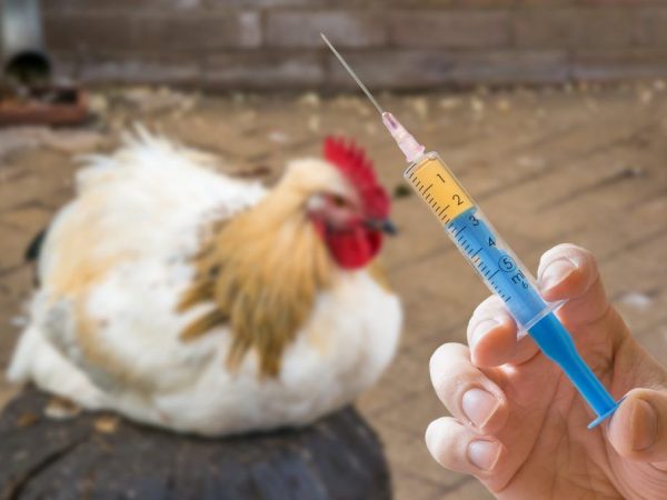Антибиотики для кур несушек и цыплят