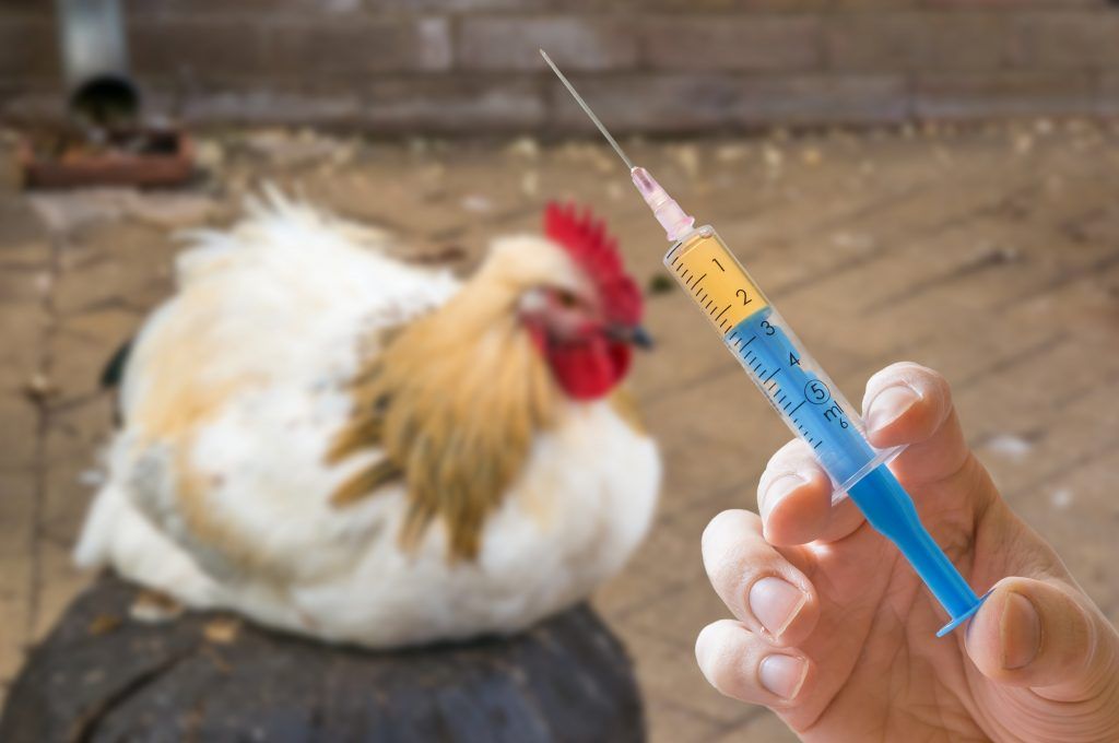 Антибактериальные препараты для птиц