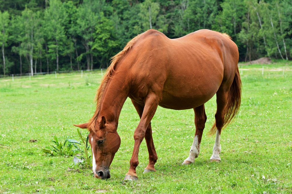 Беременность у лошадей: охота, оплодотворение, признаки и длительность беременности, уход и сожержание