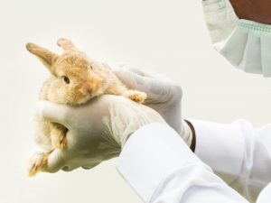 Разновидности болезней у кроликов