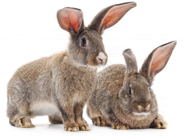 Болезни ушей у кроликов