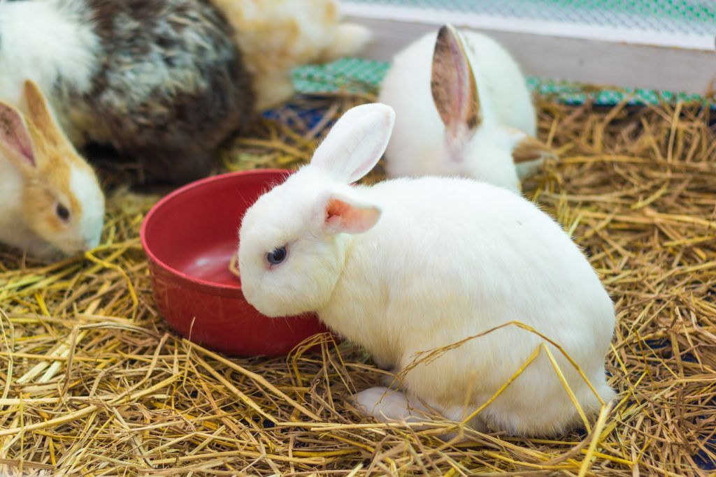 Чем кормить маленьких крольчат: рацион питания