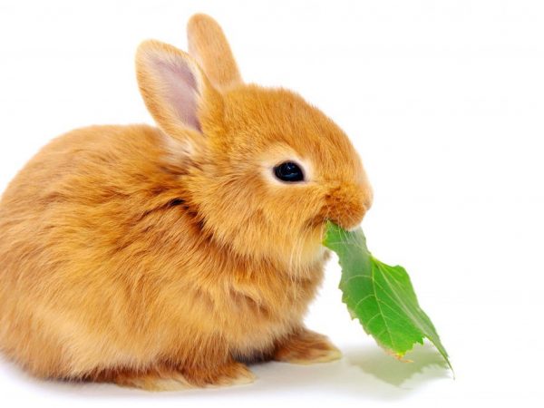 Для кроликов отлично подойдут бобово-злаковое сено, молодая трава, отваренный картофель и отруби