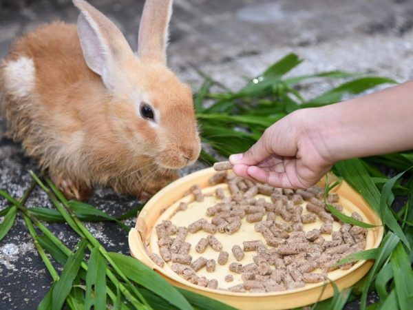 Правила откорма кроликов