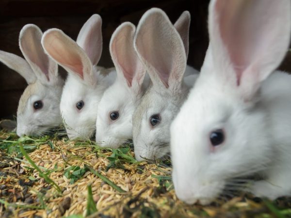 Виды семян для кормления кроликов
