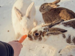 Чем кормят кроликов зимой