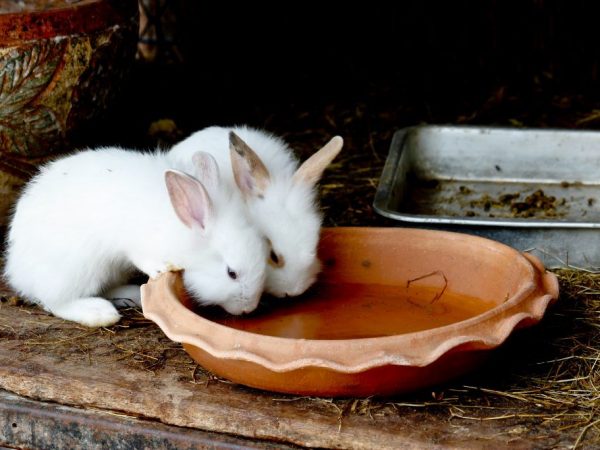 Чем поить кроликов