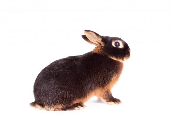 Характеристика кролика породы черно-бурый