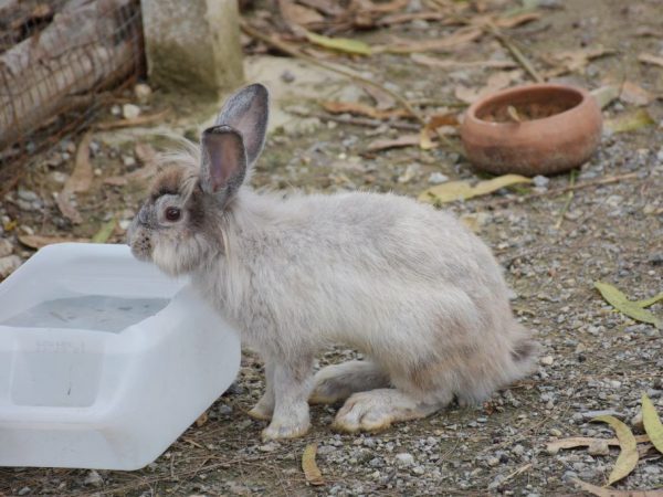 Чиктоник для кроликов добавляется в воду и разводится.